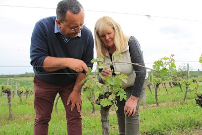 Domaine De Laplace, Vignoble à Saint-Jean-de-Duras