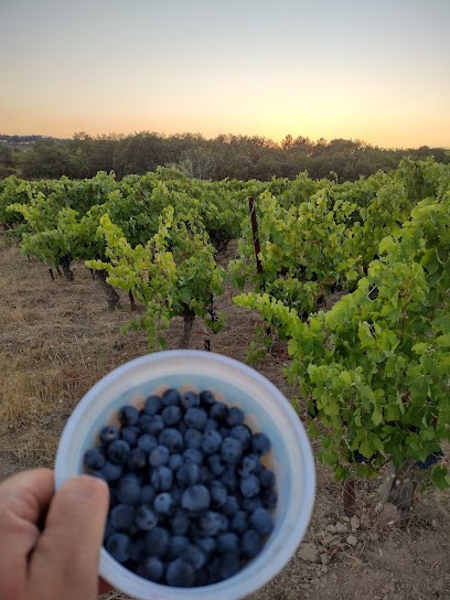 Domaine De L'Agramante, Vignoble à Saint-Laurent-la-Vernède