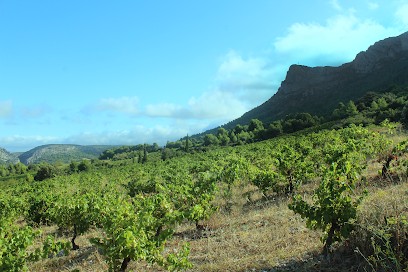 EARL Pierre Pelou, Vignoble à Tautavel