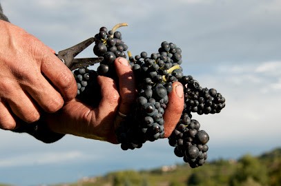 Nadège Et Emmanuel FELLOT, Vignoble à Rivolet