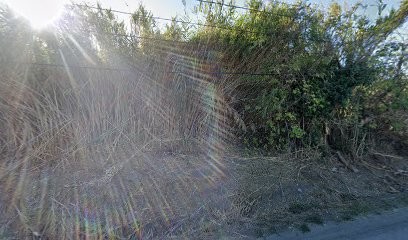 Etablissements Jorio, Vignoble à Furiani