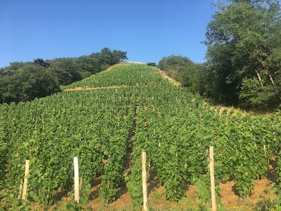 Darnaud Hubert, Vignoble à Vion