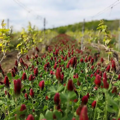 Champagne Hélène Monleau, Vignoble à Plessis-Barbuise