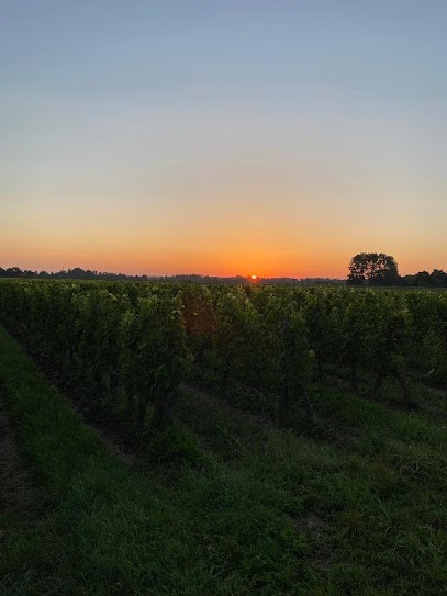 Domaine Du Rochouard, Vignoble à Bourgueil
