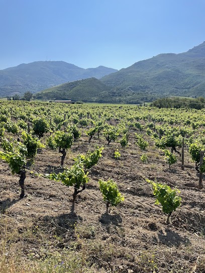 Domaine Devichi, Vignoble à Barbaggio