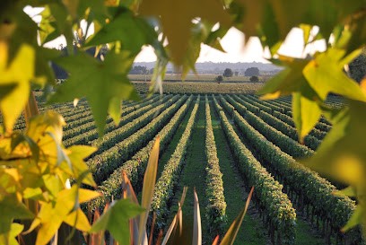 Château Mauvinon, Vignoble à Saint-Sulpice-de-Faleyrens