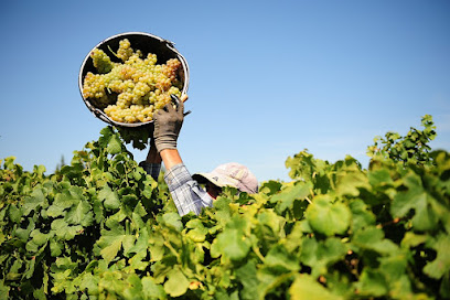 Le Vignoble Alain Durand, Vignoble à Port-Sainte-Marie