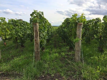 CHAMPAGNE GASTON COLLARD, Vignoble à Bouzy