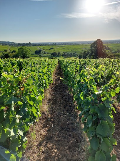 Domaine Issert Stéphane Et Fils, Vignoble à Saint-Désert
