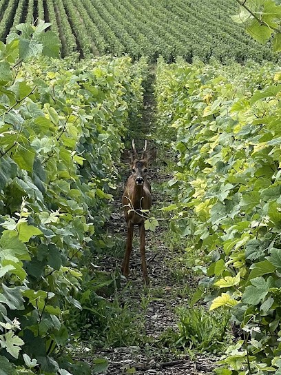 Champagne David PIOT, Vignoble à Verneuil