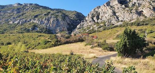 Mas Janeil, Vignoble à Tautavel