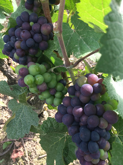 Champagne Blaise Laroche Vignoble à Vauciennes