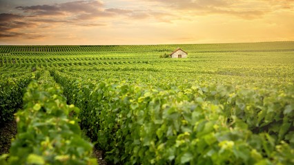 Champagne Thevenin Philippe, Vignoble à Ville-sur-Arce