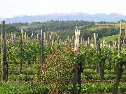 Cru Larose, Vignoble à Saint-Faust
