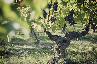 Domaine Les Clos Maurice, Vignoble à Varrains