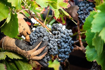 Lauran Cabaret - Villeneuve-Minervois, Vignoble à Villeneuve-Minervois