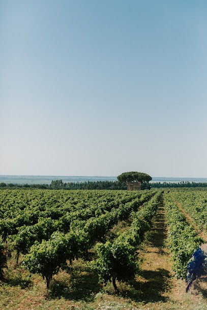 Château Vessière, Vignoble à Saint-Gilles