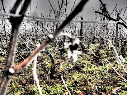 Champagne Celce-Legrain, Vignoble à Loches-sur-Ource