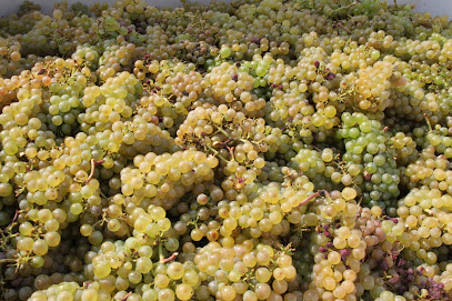 Gierszewski Peter - Domaine De Thalie, Vignoble à Bray