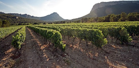 Mas Bruguière, Vignoble à Valflaunès