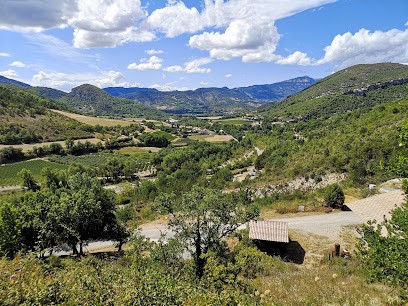 Le Mas Sylvia, Vignoble à Curnier