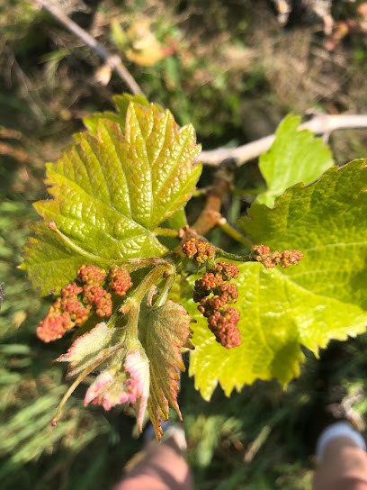 Domaine La Paonnerie, Vignoble à Vair-sur-Loire
