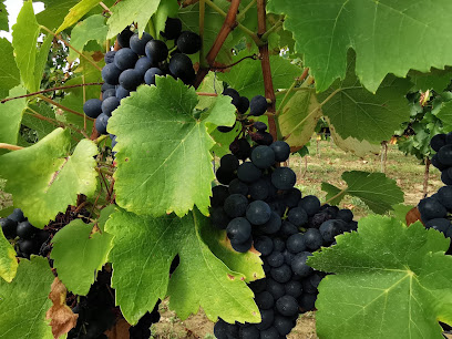 Domaine Du Brioua, Vignoble à Sainte-Gemme
