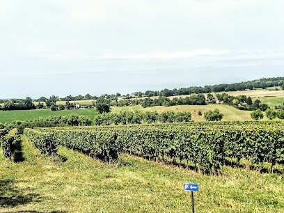Castle Frandat, Vignoble à Nérac
