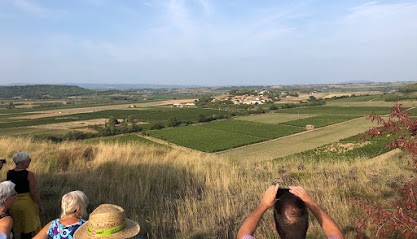 DOMAINE PUJOL, Vignoble à Saint-Frichoux
