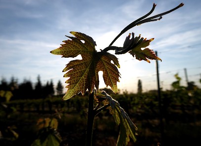 Domaine de Bonnefil, Vignoble à Lagrave