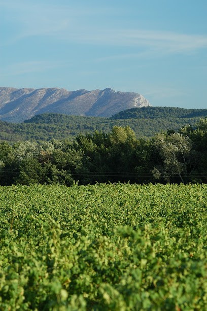 Domaine Fonscolombe (SCEA), Vignoble au Puy-Sainte-Réparade