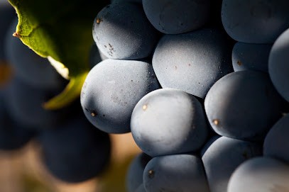 Domaines Jean Michel Cazes, Vignoble à Macau