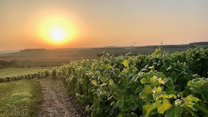 Champagne Tassin Récoltant Manipulant #TassinSuccesseurs, Vignoble à Loches-sur-Ource