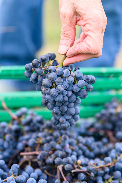 Domaine De Guillaumet Vignoble à Sadirac