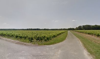 SCEA Laton, Vignoble à Bégadan