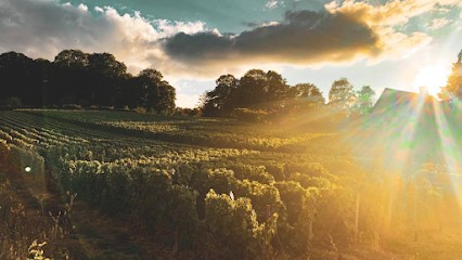Champagne Gounel Lassalle, Vignoble à Chigny-les-Roses