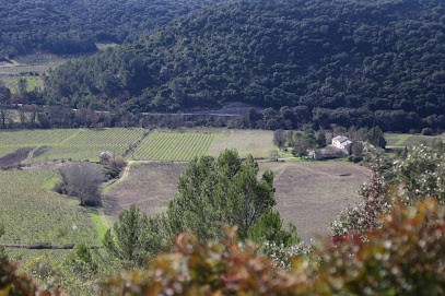 Domaine Du Poujol, Vignoble à Vailhauquès