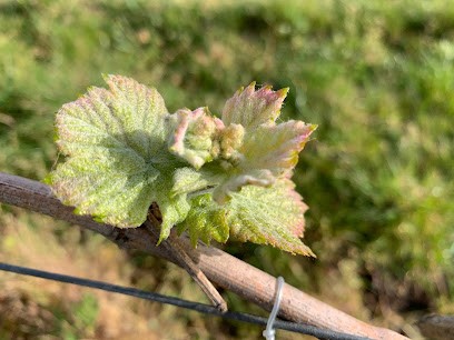 Château Marzin, Vignoble à Cézac