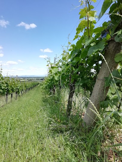 Domaine PAUL HUMBRECHT, Vignoble à Pfaffenheim