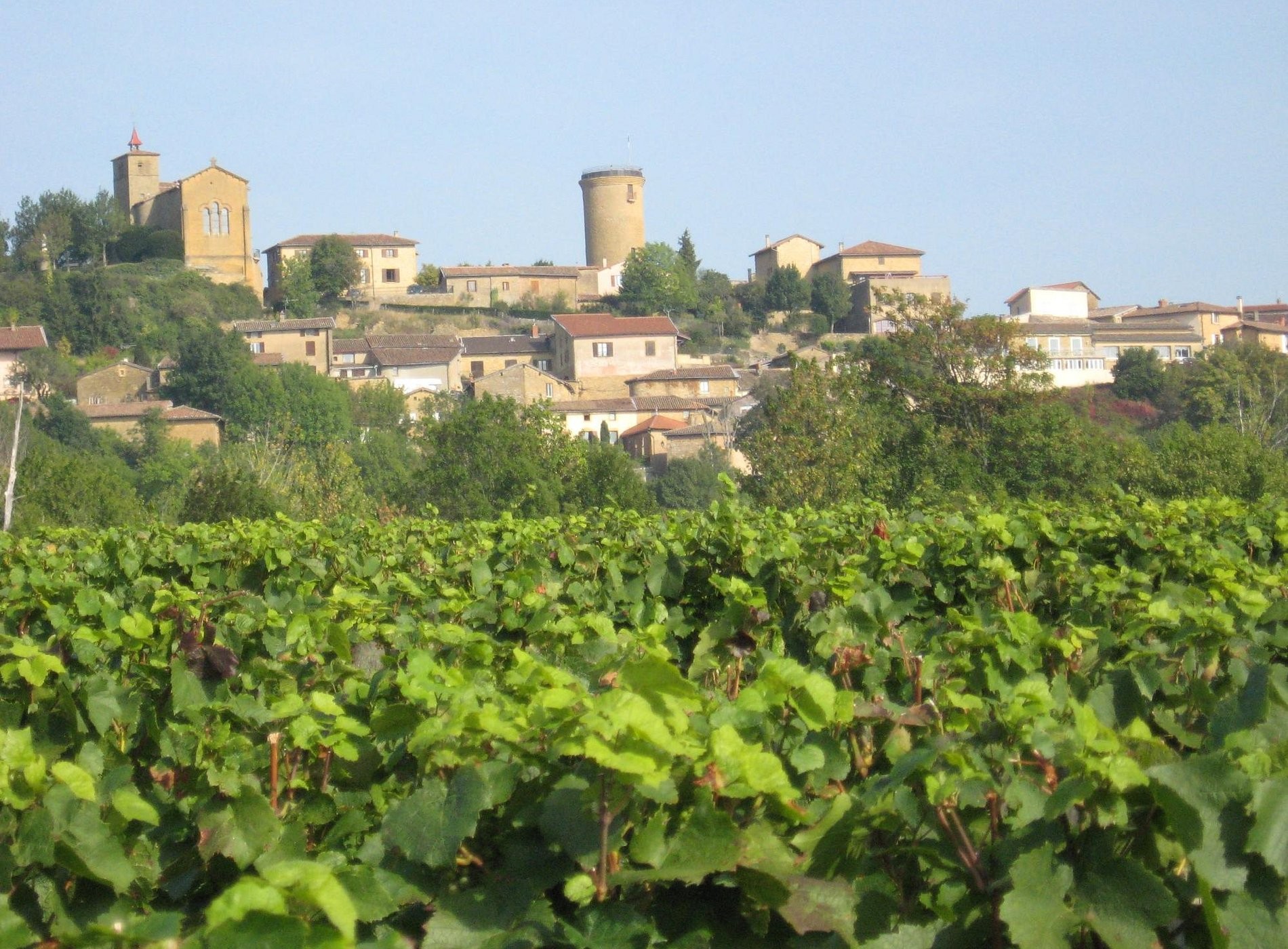 Guillard Roger, Vignoble à Val d'Oingt
