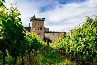 Alliance Aquitaine - Cave De Saint-Vivien, Vignoble à Saint-Vivien