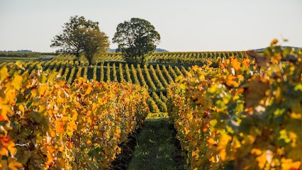 Jean-Pierre et Quentin MICHEL, Vignoble à Clessé