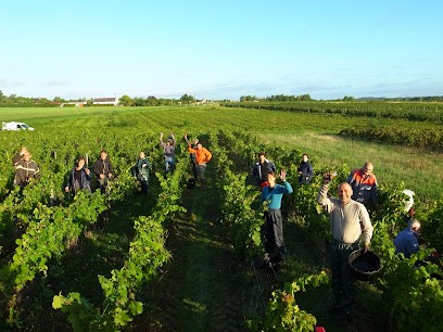 Domaine des Roy, Vignoble à Pontlevoy