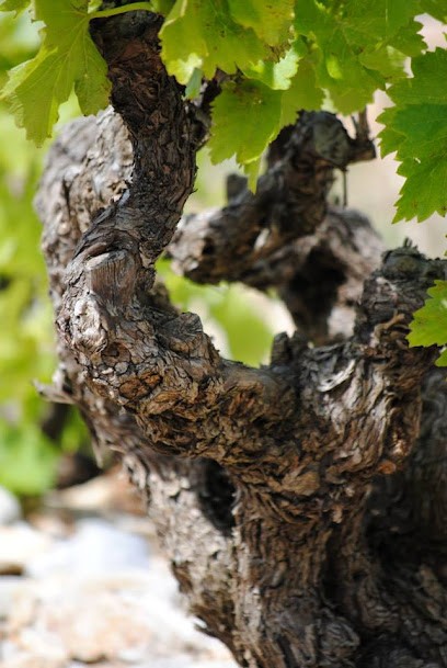 DOMAINE LES ASSEYRAS, Vignoble à Tulette