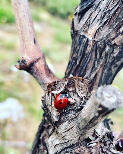 SCEA Château St Jean De La Gineste, Vignoble à Saint-André-de-Roquelongue