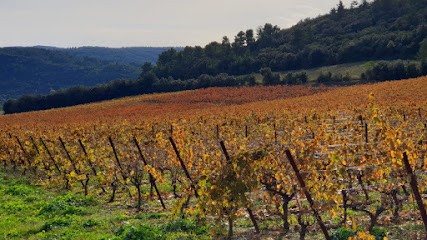 Domaine du pech saint Pierre, Vignoble à Saint-Pierre-des-Champs