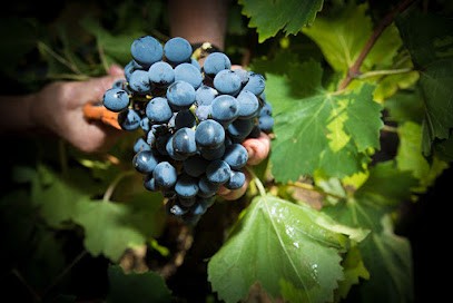 Domaine de la croix Saint Jean, Vignoble à Bize-Minervois