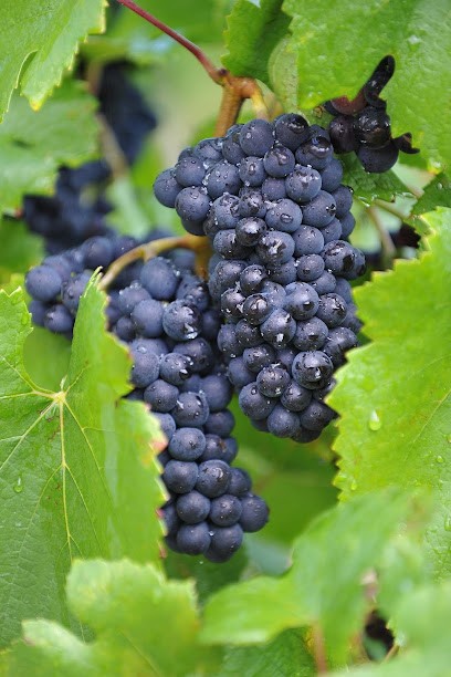 Champagne Nicolas Bass, Vignoble à Rizaucourt-Buchey