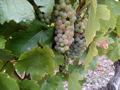 Cellier de la Baraterie, Vignoble à Cruet