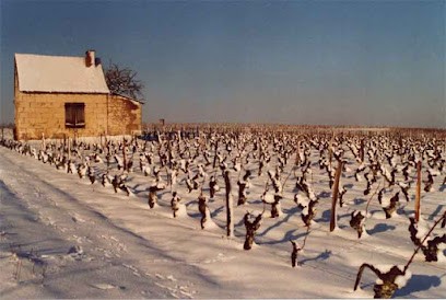 Gouny Michel, Vignoble à Noyers-sur-Cher